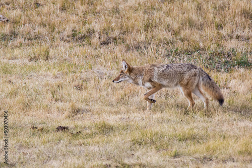 Foto A coyote wanders the fields on a sunny day in Yellowstone National Park, Wyoming