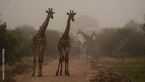 giraffes on the road in thick mist