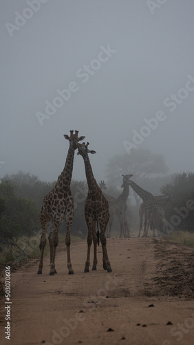 Photography giraffes on the road in thick mist