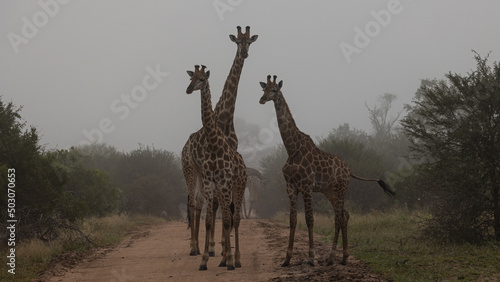giraffes on the road in thick mist