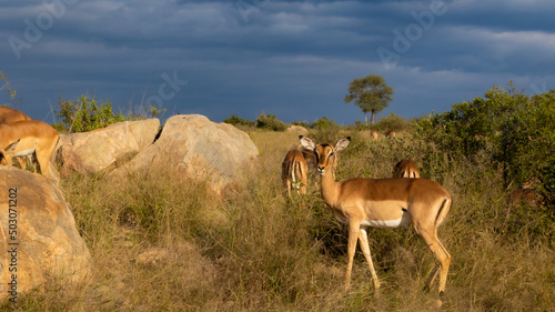 impala ewe in Kruger National Park 