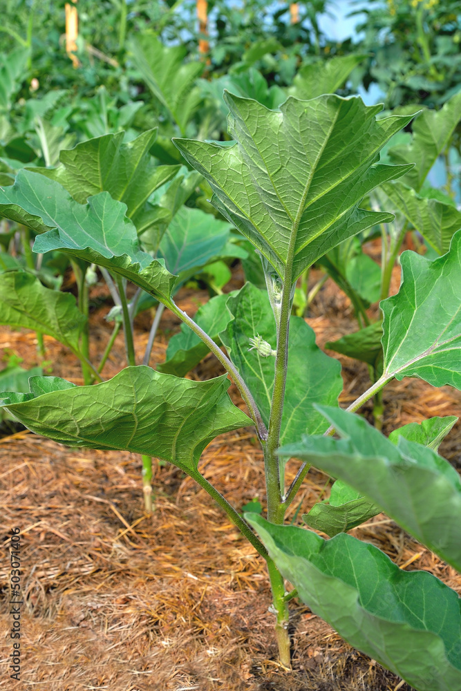 young eggplant plants in a greenhouse, spring, sunlight, selective focus young eggplant plants in a greenhouse, spring, sunlight, selective focus