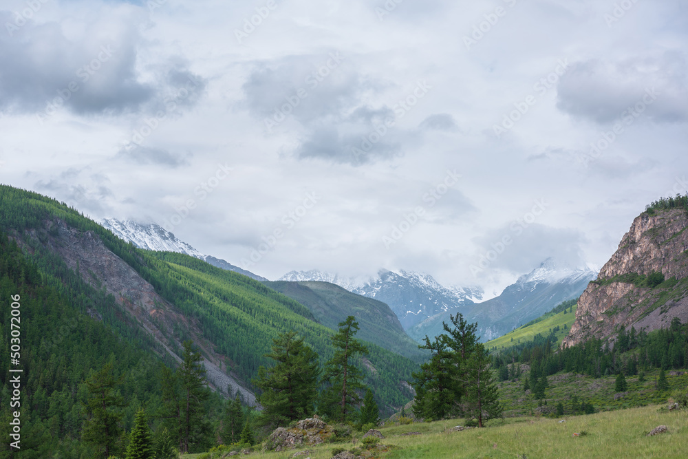 Atmospheric landscape with coniferous trees on green hill with view to high snow mountains ​in rainy low clouds. Beautiful green mountain valley and forest on ​sunlit hillside under gray cloudy sky.