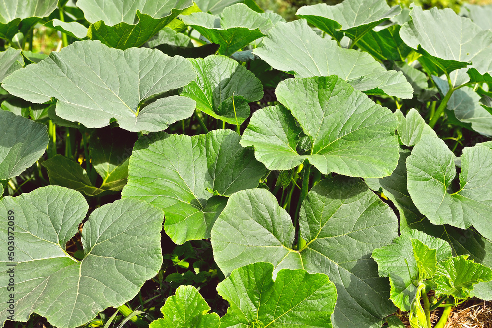 Pumpkin plants, young green pumpkin plants in the beds, illuminated by the evening sun, selective focus Pumpkin plants, young green pumpkin plants in the beds, illuminated by the evening sun, selective focus