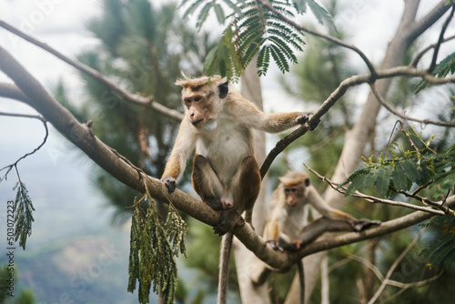 The monkey sits on a tree. Monkey in tropical forest vegetation. wildlife scene