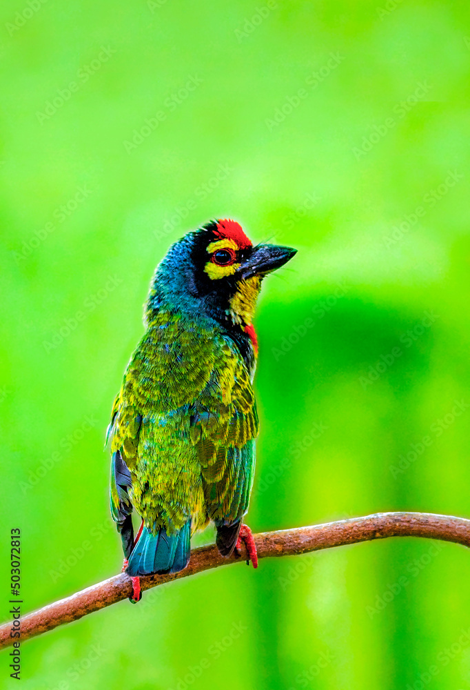 beautiful portrait of colourful wildlife bird  with blur background , The coppersmith barbet, also called crimson-breasted barbet and coppersmith