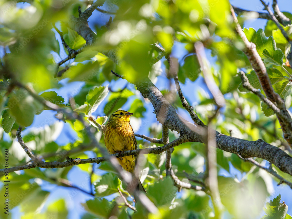Yellowhammer sitting on a branch in a lush foliage tree at summer Yellowhammer sitting on a branch in a lush foliage tree at summer
