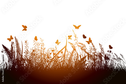 dark Thick Grass in the summer - isolated on white background. Grass silhouette at sunset. Vector illustration