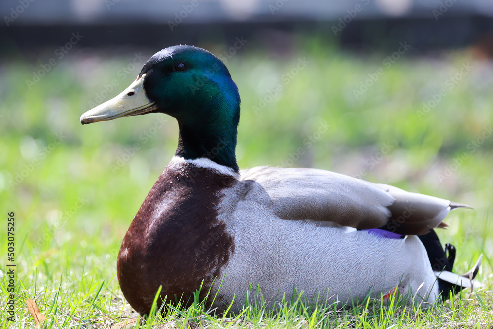 Obraz premium mallard duck in the wild, migratory bird, seasonal migration
