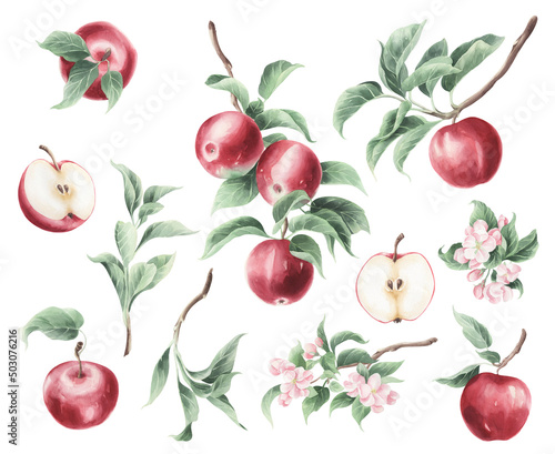 Watercolor botanical set illustration of red apple fruit and green leafs and flowers isolated on a transparent background.