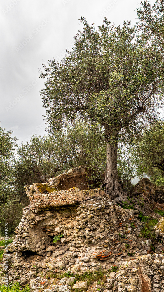 Olive tree above the ruins of Cosa, an ancient Roman city, Tuscany, Italy
