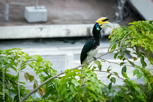 Carta da parati An Oriental Pied Hornbill with yellow beak and blue eyes standing on a tree bran