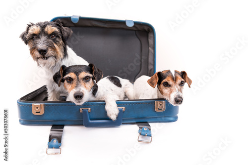 Vacation with several dogs -  small Jack Russell Terrier. Ready for the trip © Karoline Thalhofer