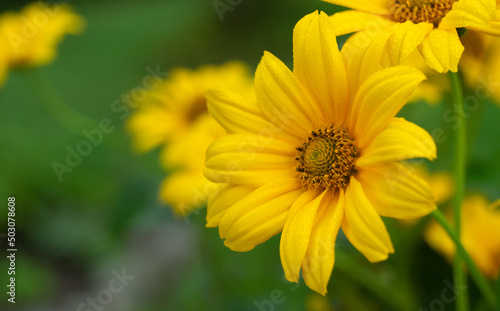 Yellow summer flower on a green background. A yellow chamomile with petals. Floral background for text.