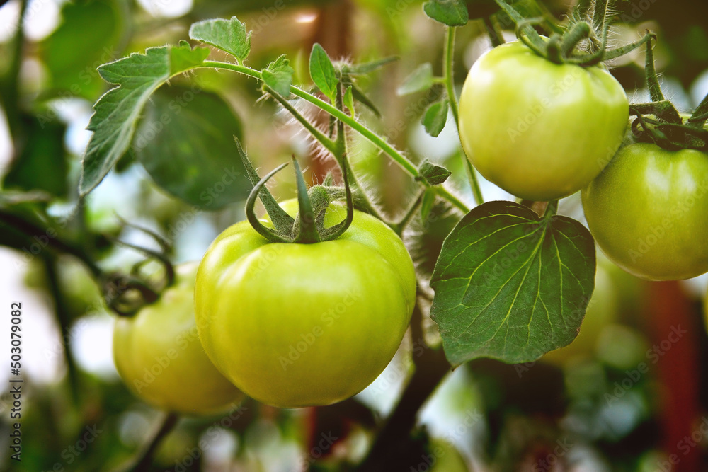 Young green tomatoes grow in a greenhouse in the garden, a branch of tomatoes close-up, evening sunlight. Selective focus, soft focus. Young green tomatoes grow in a greenhouse in the garden, a branch of tomatoes close-up, evening sunlight. Selective focus, soft focus.