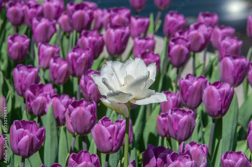White terry tulip against the background of purple tulips