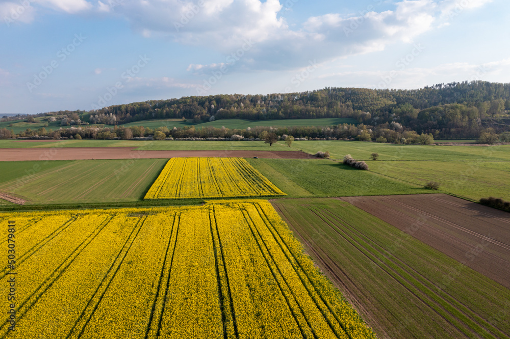Fototapeta premium canola field in the country 