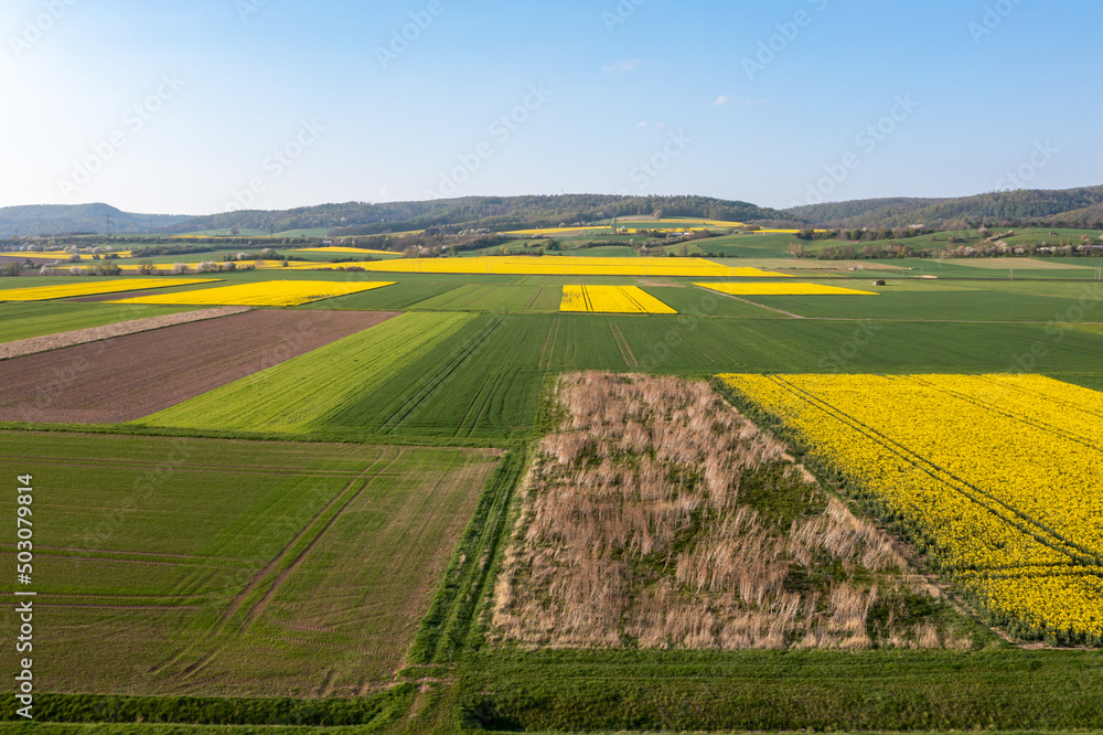 canola field in the country	
