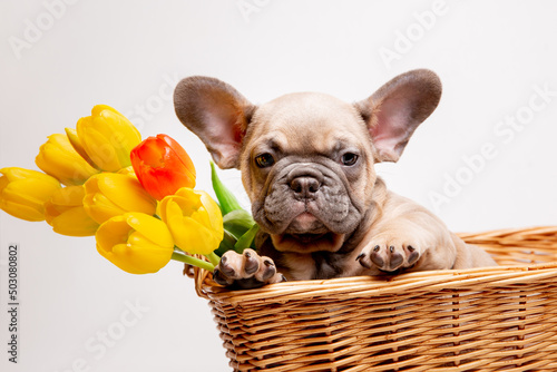 a French bulldog puppy in a basket on a white background with a bouquet of spring flowers of tulips, cute pets
