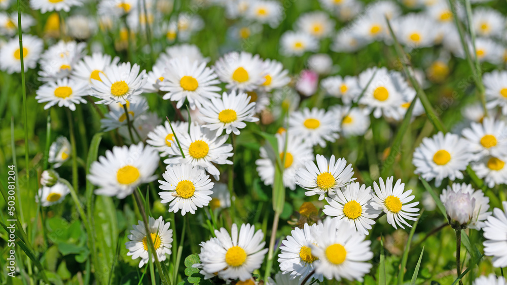 Obraz premium Gänseblümchen, Bellis perennis, in einer Nahaufnahme