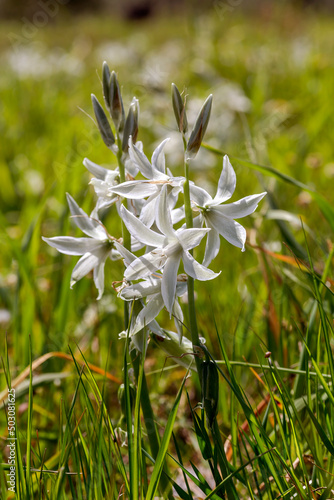 Plants of Greece. A tender plant (Ornithogalum nutans) with white flowers close-up