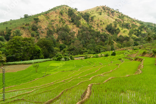 Terraced paddyfields in a rural tropical landscape