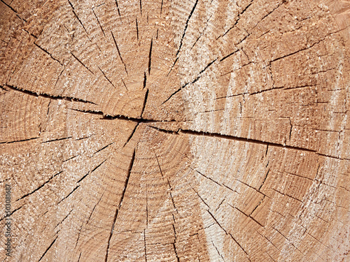 OSaw a tree. Annual rings of a tree. The texture of a saw cut tree