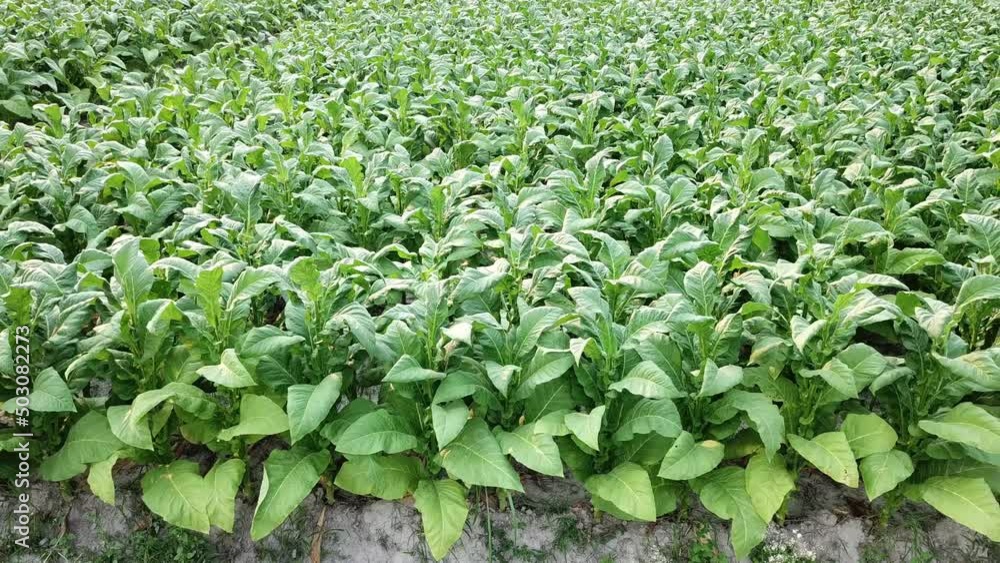 Tobacco Cultivation Farm Aerial View (pan shot) Tobacco Cultivation Farm Aerial View (pan shot)