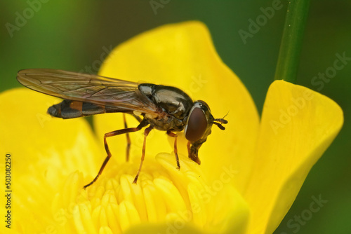 Closeup on a small Variable duskyface hoverfly, Melanostoma mellinum, sitting in a yellow buttercup flower