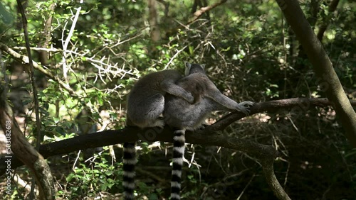 Kattas im Monkeyland Park in Plettenberg Bay Südafrika photo