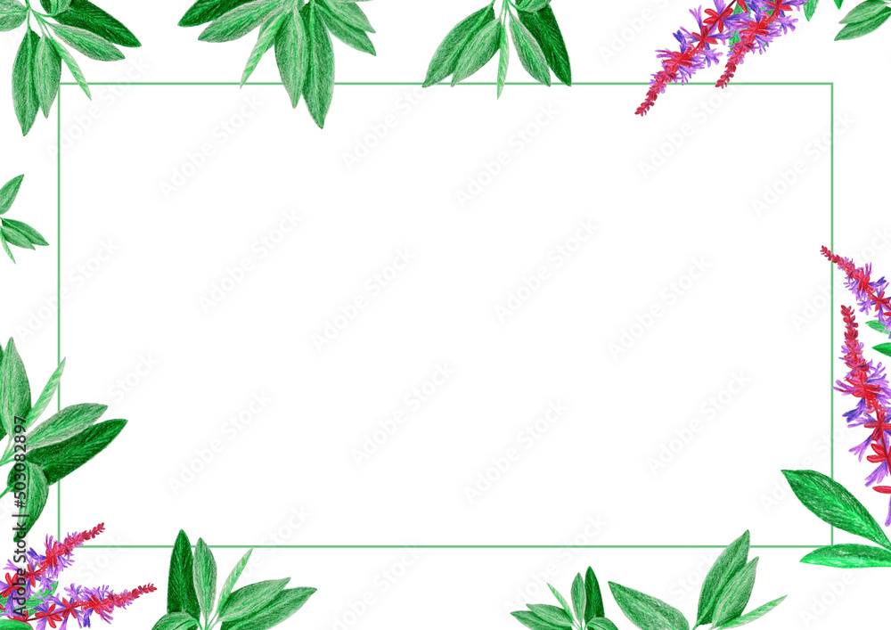Сard template with pencil drawing sprigs of flowering sage on a white background.