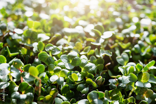 microgreen Foliage Background. Close-up of radish 6 days microgreens. Seed Germination at home. Vegan and healthy eating concept. Sprouted radish germinated from high quality organic plant seed.