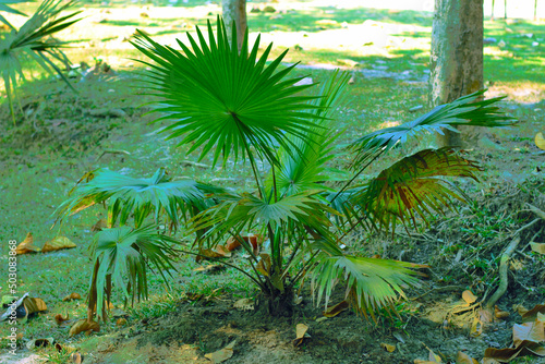 Landscape with Brahea armata tree in the park.