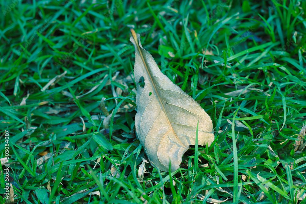Obraz premium Brown dry leaves fallen on green grass field. closeup photo of dry leaves.