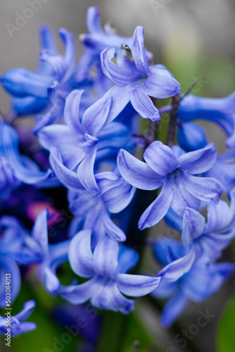 Blue Hyacinth with soft petals and green leaves , blooming Hyacinth in the spring garden, blue spring flowers, blue hyacinth macro, floral photo, macro photography