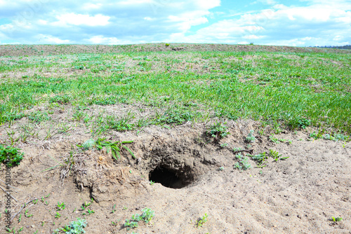 a gopher burrow in a meadow. a rodent burrow. landscape field and skya gopher burrow in a meadow. a rodent burrow. landscape field and sky photo