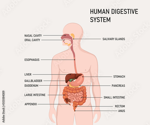 Anatomy of the human digestive organs with description of the corresponding functions internal organs.