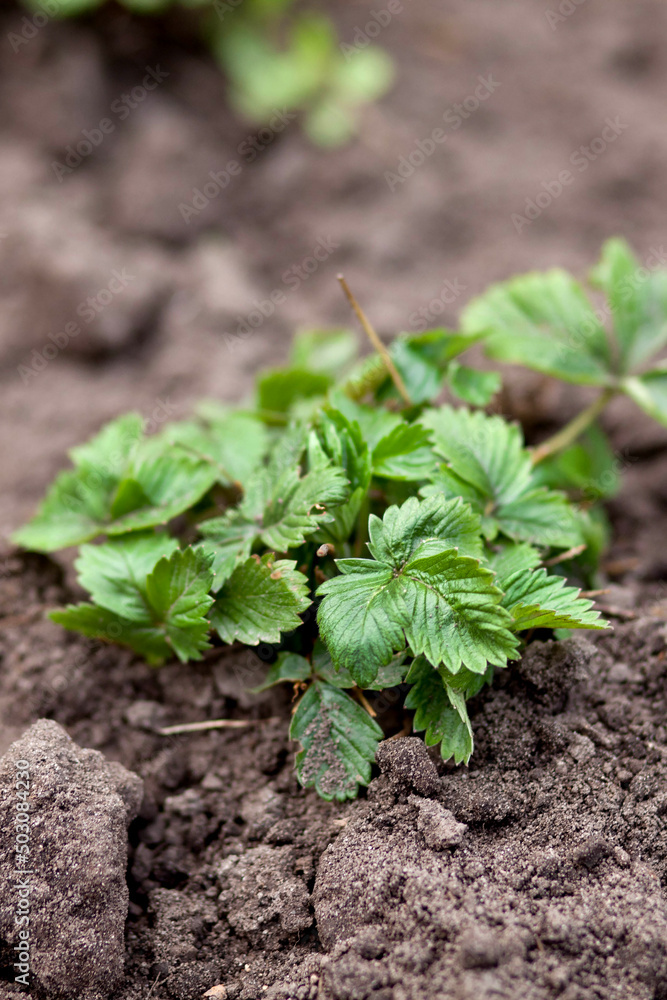young strawberry bush on freshly dug ground. Nature photo, top view young strawberry bush on freshly dug ground. Nature photo, top view