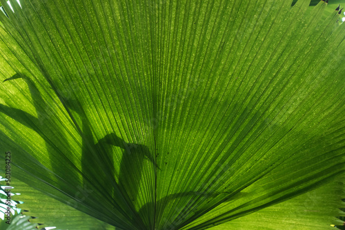 liść palmy, cień 