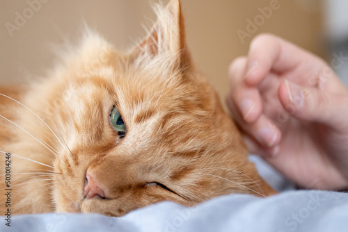 Wallpaper Mural 猫が好き　茶トラ猫 Torontodigital.ca