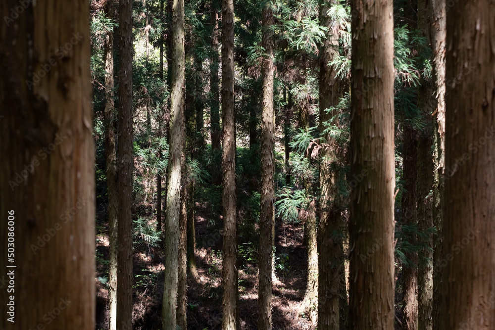 big tree trunks in the mountains big tree trunks in the mountains