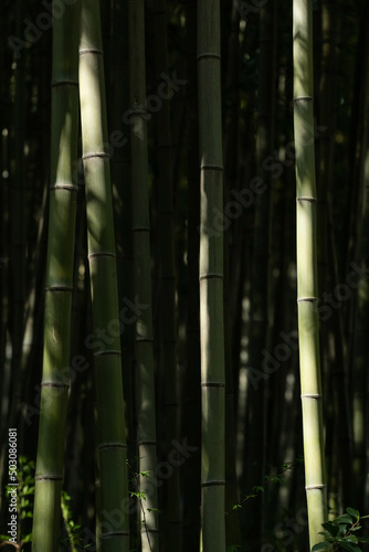 On a clear day  in the bamboo forest...