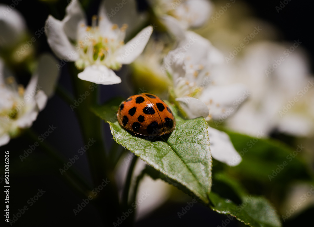Ladybug (Harmonia axyridis) looking for food on birdcherry tree. Macro with focus on the head. Ladybug (Harmonia axyridis) looking for food on birdcherry tree. Macro with focus on the head.