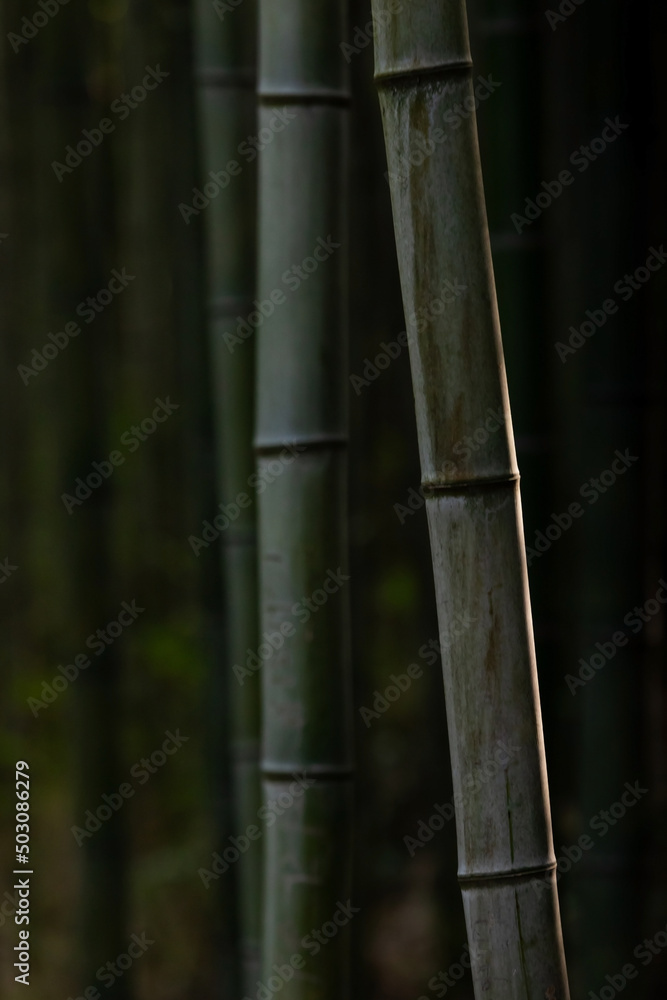 Obraz premium bamboo stem silhouette line 