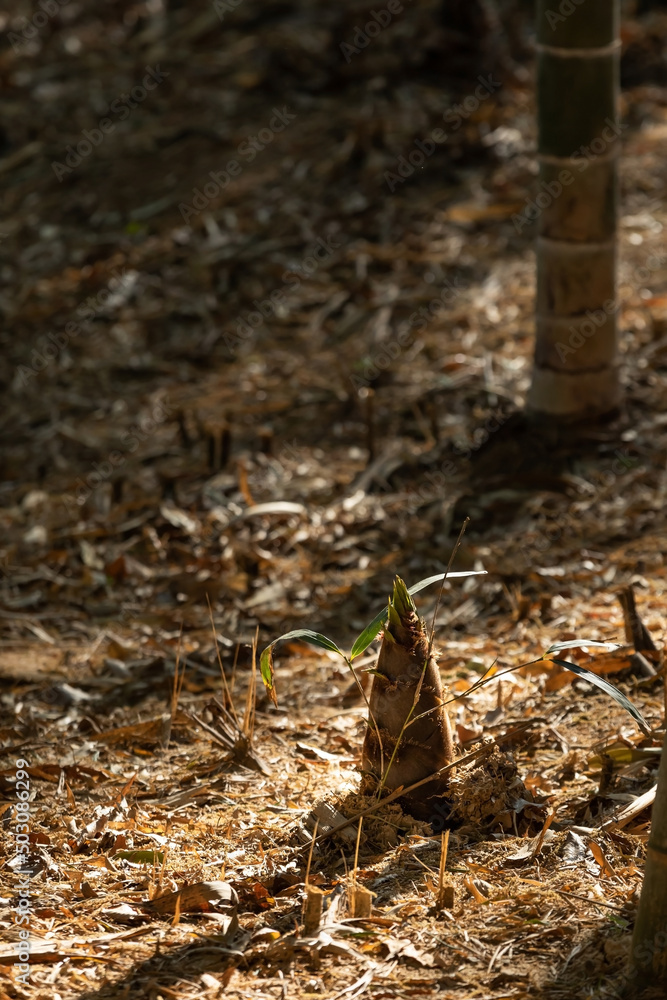 Bamboo shoots found in the mountains at sunset Bamboo shoots found in the mountains at sunset