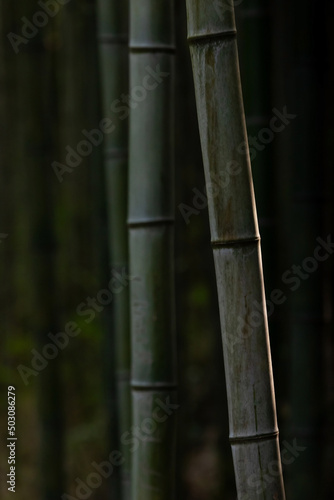 bamboo stem silhouette line
