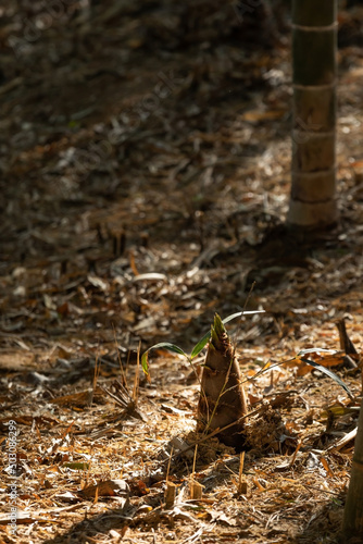 Wallpaper Mural Bamboo shoots found in the mountains at sunset Torontodigital.ca
