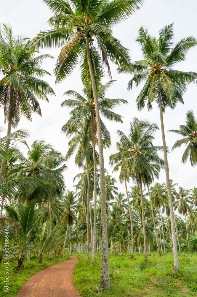 Coconut plantation with a small narrow dirt road