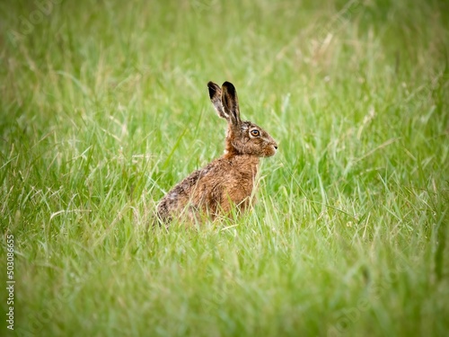rabbit in the grass © Heiko