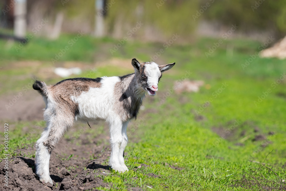 White baby goat on green grass in sunny day White baby goat on green grass in sunny day